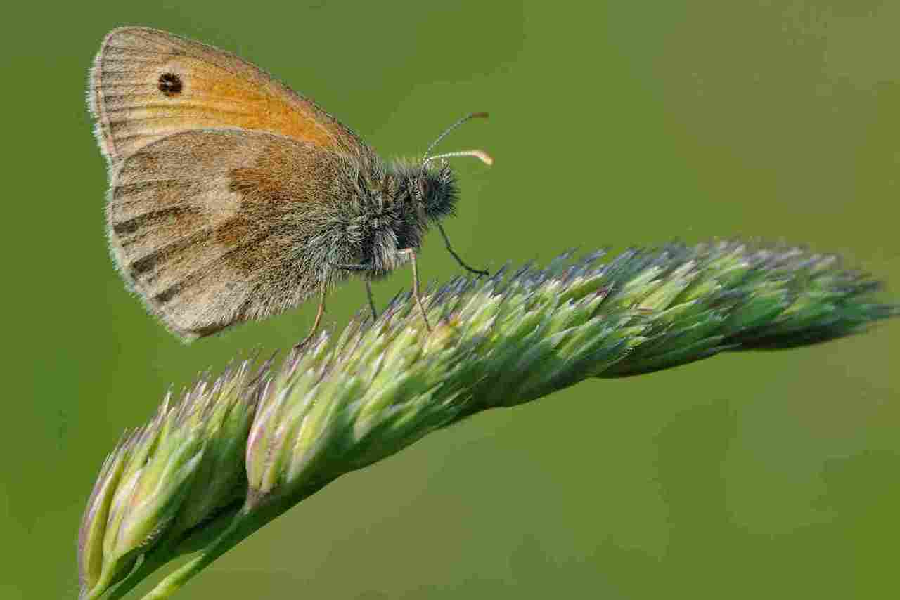 Can Al Shabah flying insects killer be used in high-humidity areas?