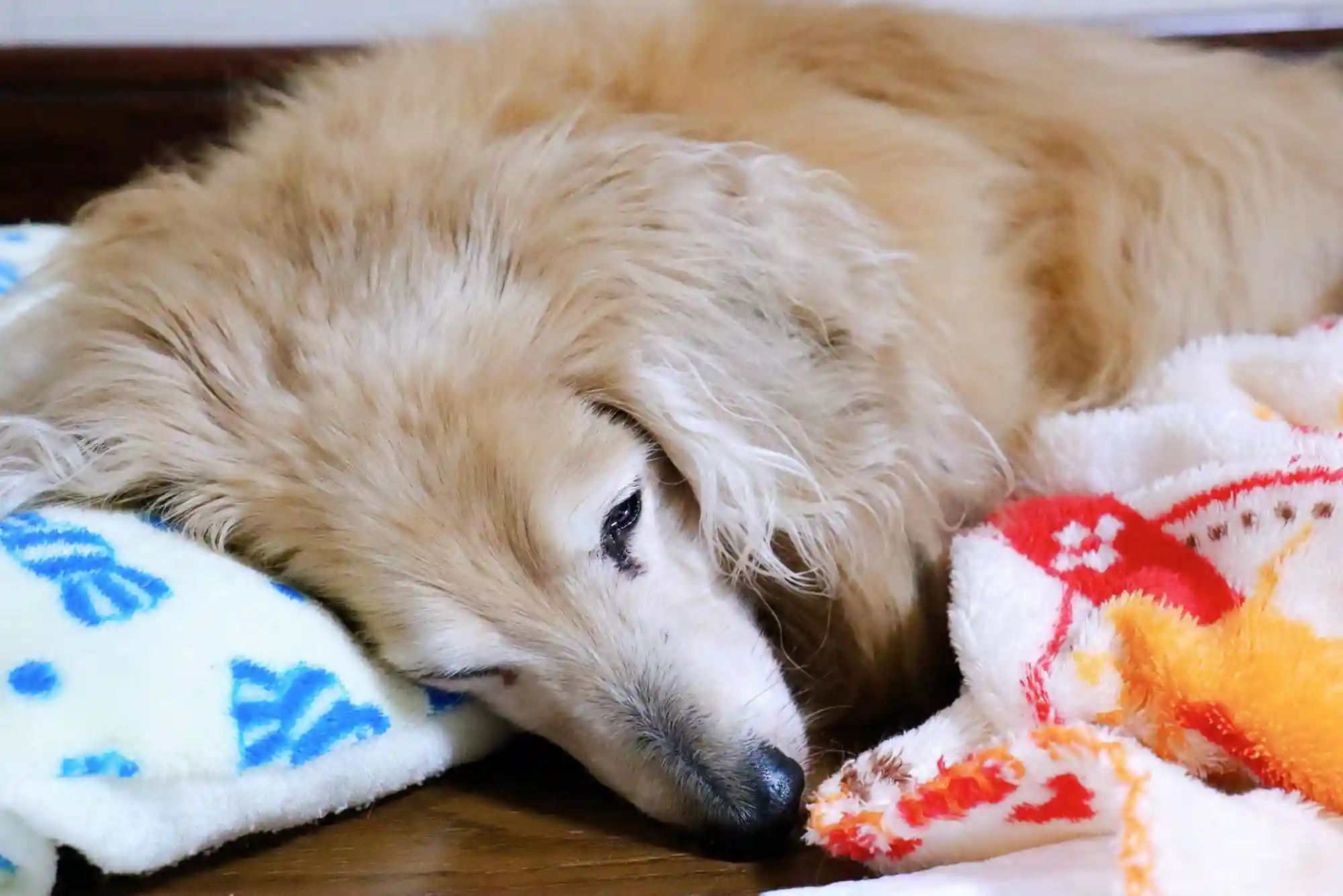 Canine Cognitive Dysfunction (CCD): Managing Dementia and Sleep Cycle Changes in Senior Dogs