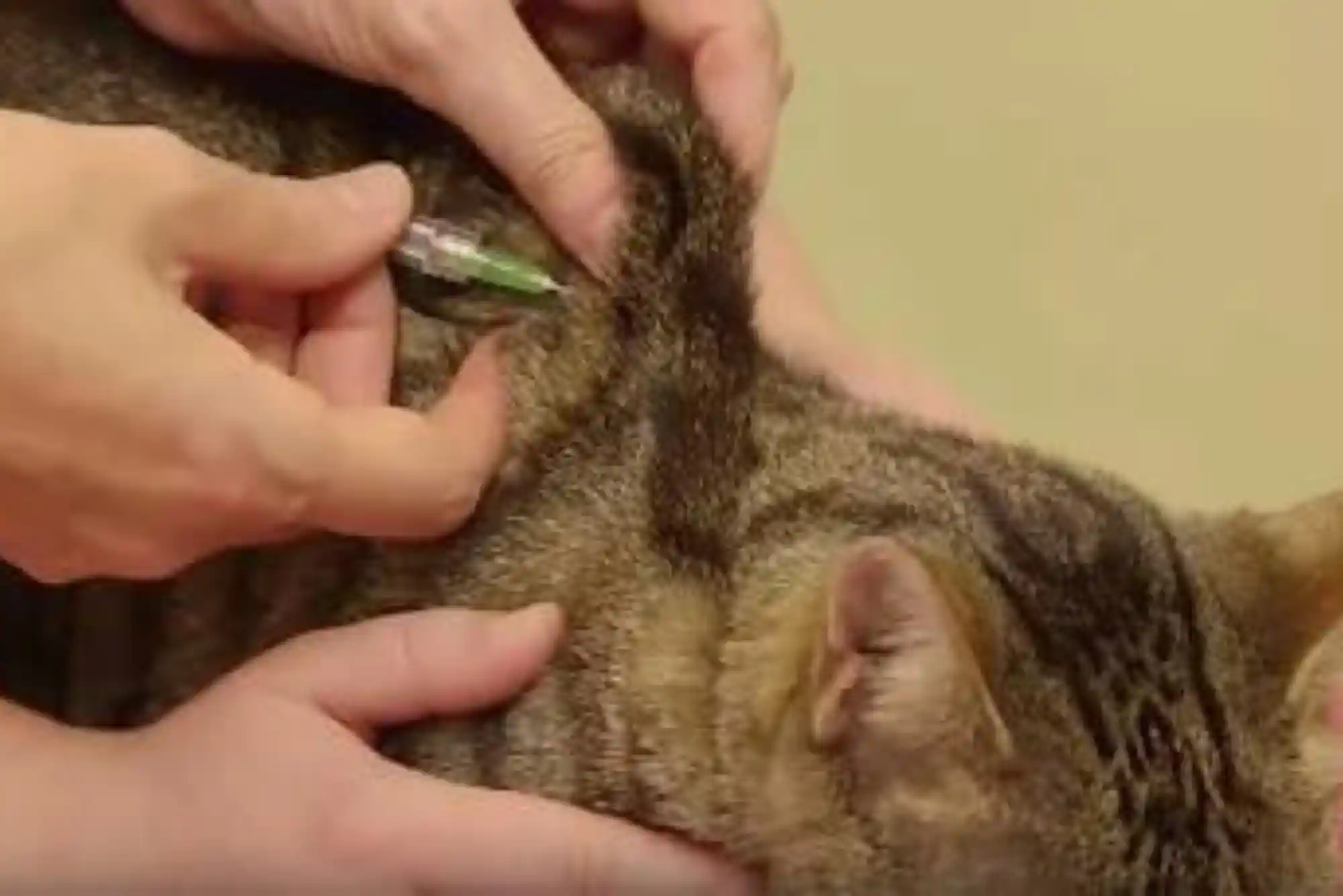 Feline Chronic Kidney Disease (CKD) Stage 3 & 4: Subcutaneous Fluids and Phosphorus Binders