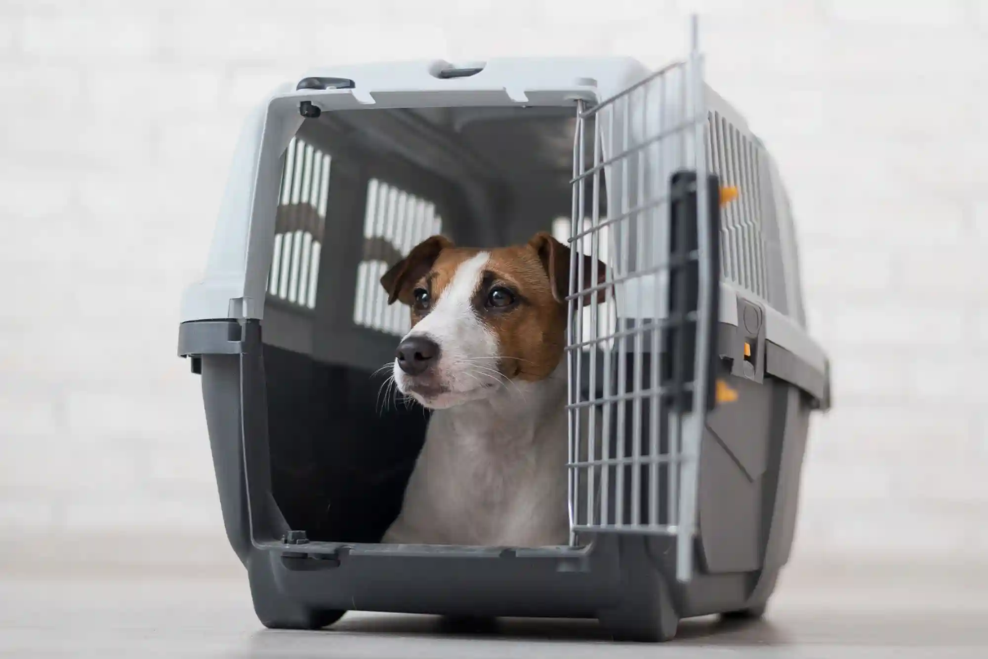 Flying With Dogs as Checked Baggage or Cargo: Temperature Embargoes and Crate Specs
