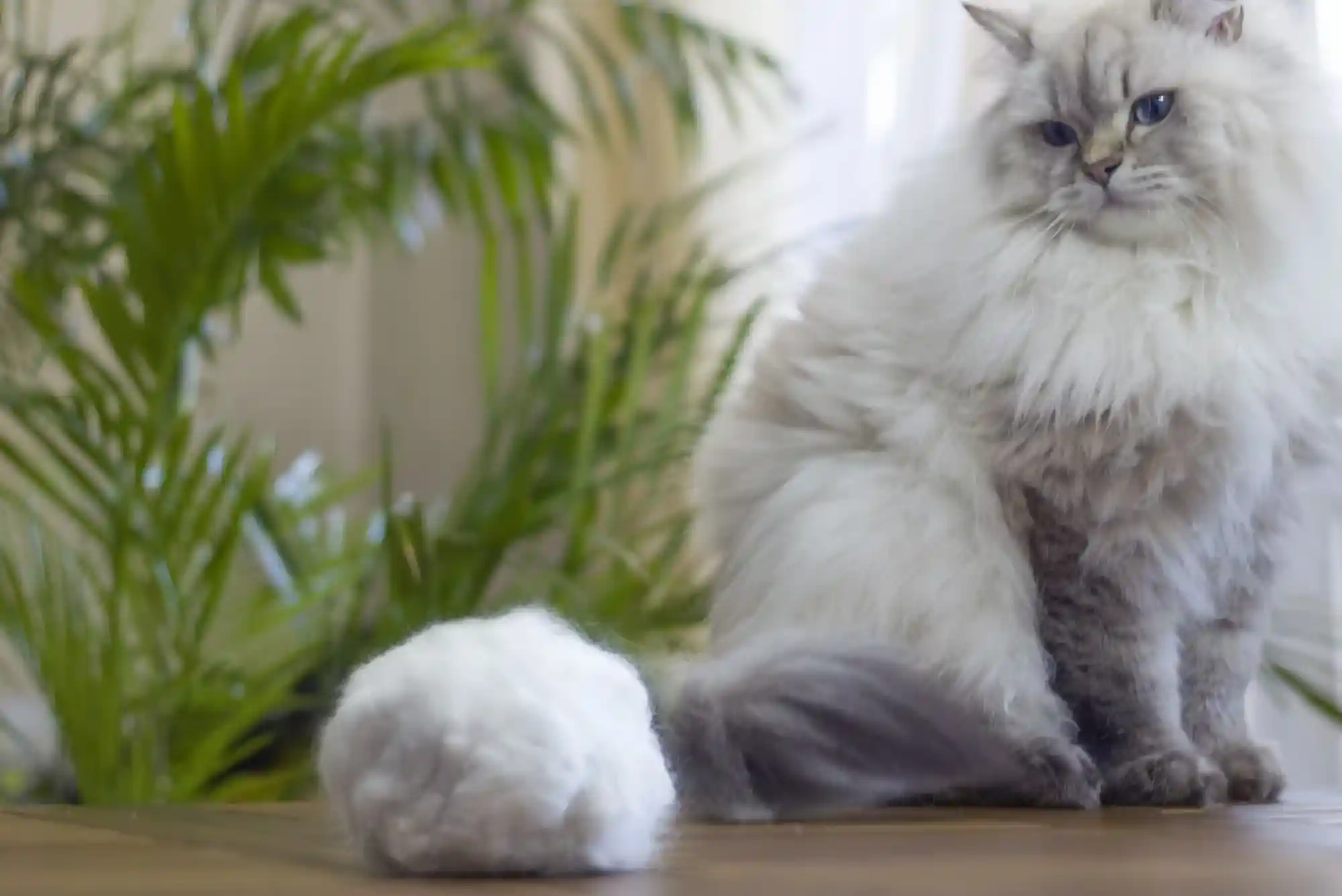 Hairball Remedies for Cats: Vaseline vs Malt Paste vs High-Fiber Wet Diets Hairball Remedies for Cats: Vaseline vs Malt Paste vs High-Fiber Wet Diets
