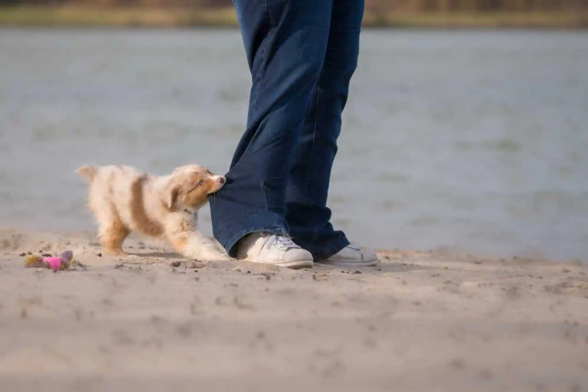 How to Stop a Puppy from Biting Ankles and Pant Legs During Walks How to Stop a Puppy from Biting Ankles and Pant Legs During Walks