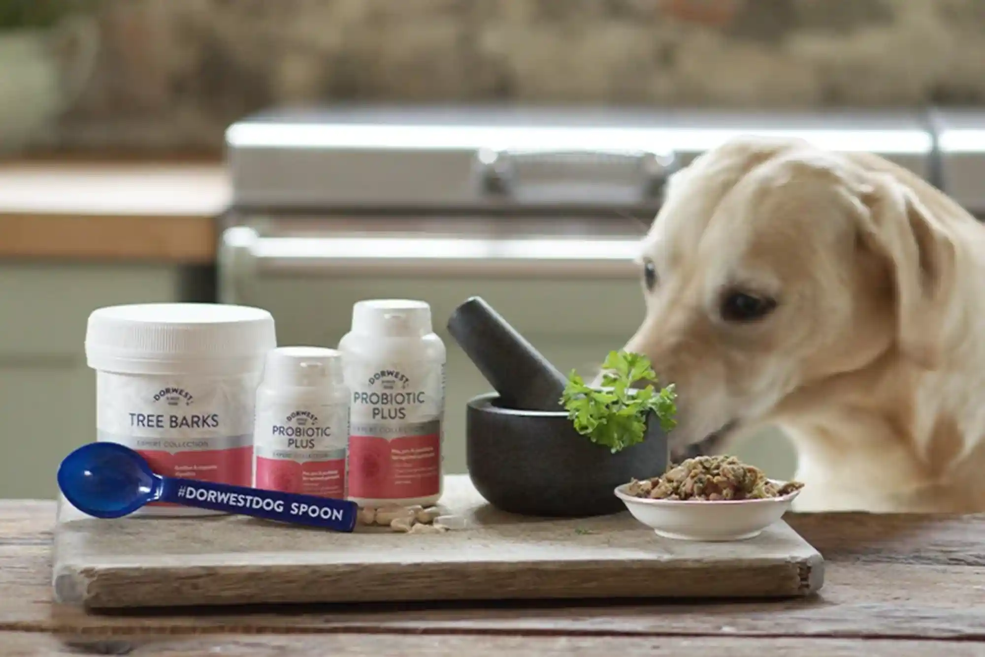 Probiotics for Dogs: Best Strains for Gut Health, Loose Stools, and Antibiotic Recovery Probiotics for Dogs: Best Strains for Gut Health, Loose Stools, and Antibiotic Recovery