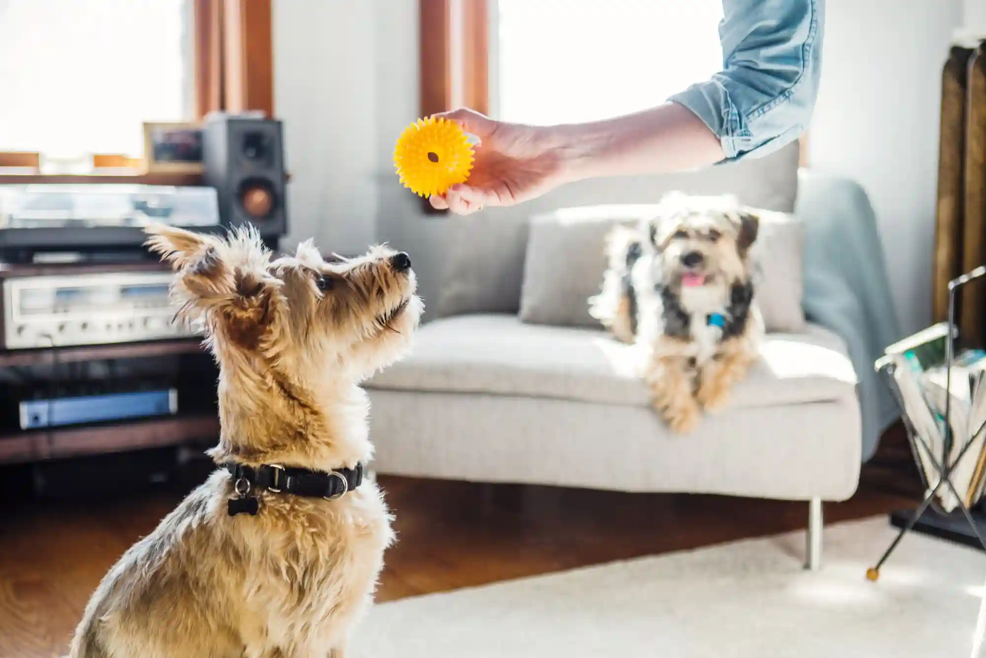 Resource Guarding in Dogs: How to Stop Food and Toy Aggression with Trade Drills